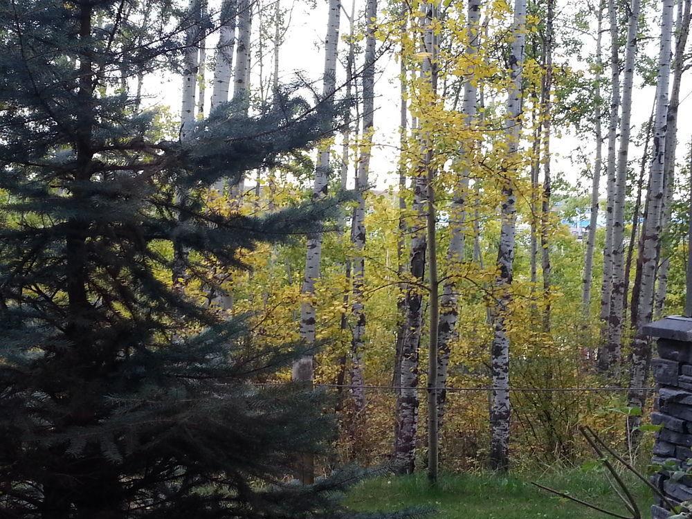 Pinnacle Inn & Suites Aspen YYC Dış mekan fotoğraf
